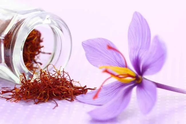 Menggabungkan gambar bunga safron yang paling indah