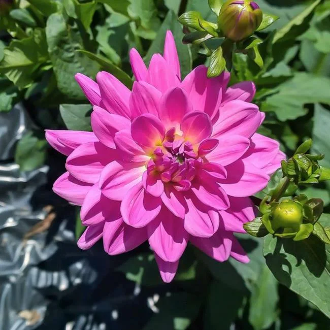Gambar dahlia ungu yang cantik
