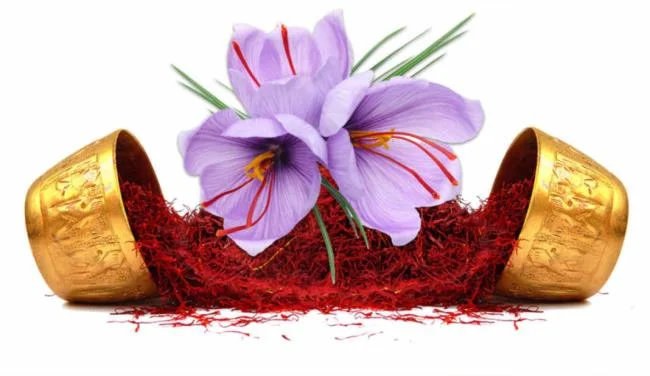 Menggabungkan gambar bunga safron yang paling indah