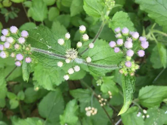 美麗的豬屎花的圖片