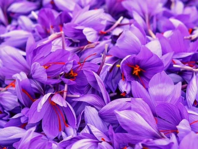 Menggabungkan gambar bunga safron yang paling indah