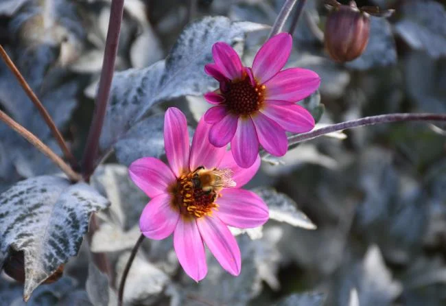 Gambar dahlia ungu yang cantik