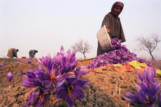 Menggabungkan gambar bunga safron yang paling indah