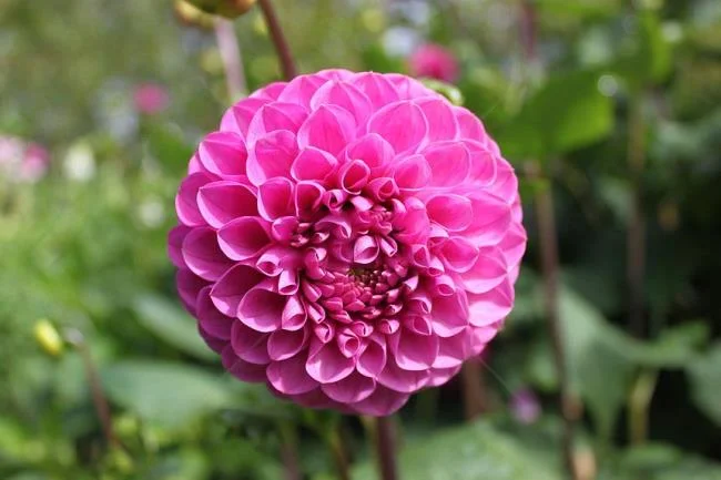 Gambar dahlia ungu yang cantik