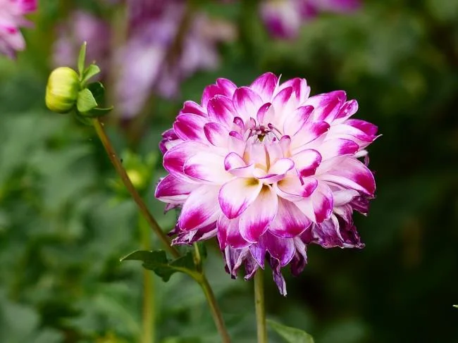 Gambar dahlia ungu yang cantik