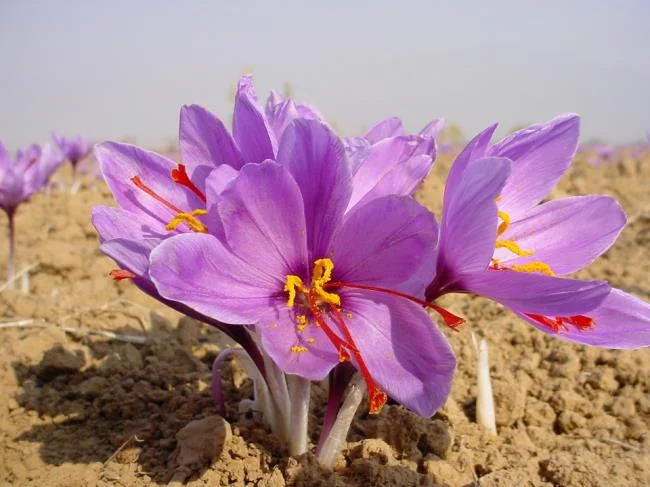 Menggabungkan gambar bunga safron yang paling indah