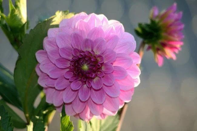 Gambar dahlia ungu yang cantik