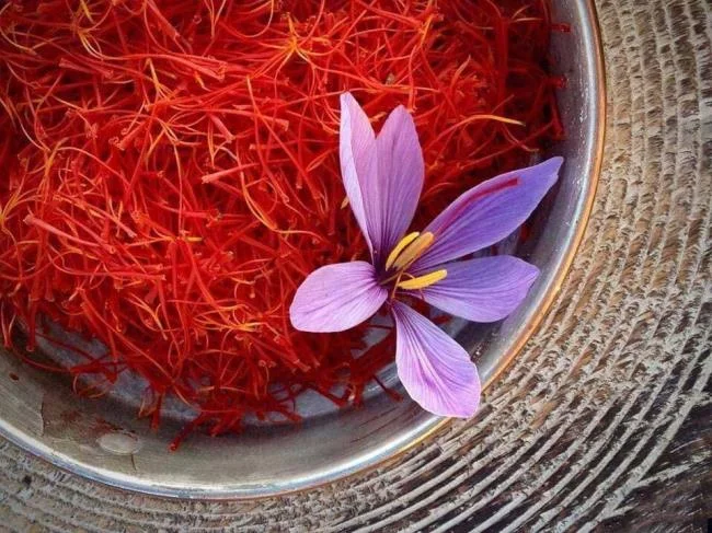 Menggabungkan gambar bunga safron yang paling indah