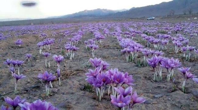 Menggabungkan gambar bunga safron yang paling indah