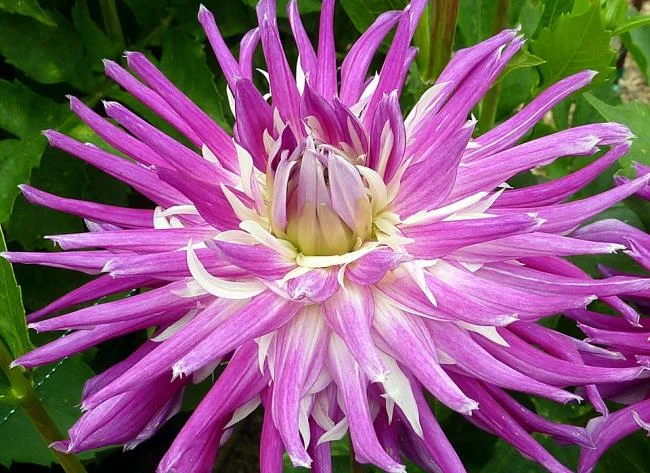 Gambar dahlia ungu yang cantik