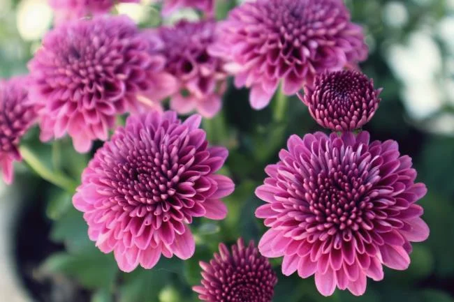 Gambar dahlia ungu yang cantik
