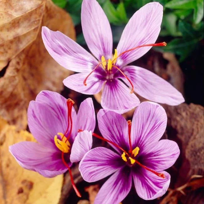 Menggabungkan gambar bunga safron yang paling indah