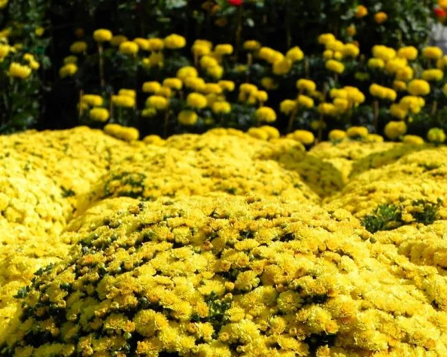 Gambar dahlia ungu yang cantik