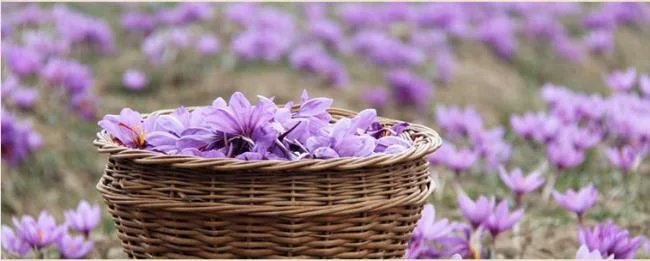 Menggabungkan gambar bunga safron yang paling indah