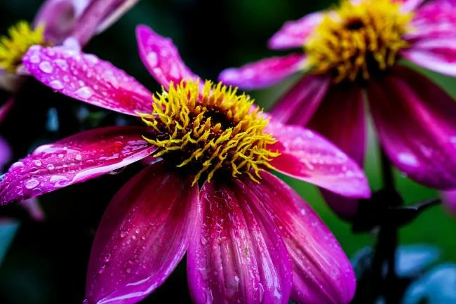 Gambar dahlia ungu yang cantik