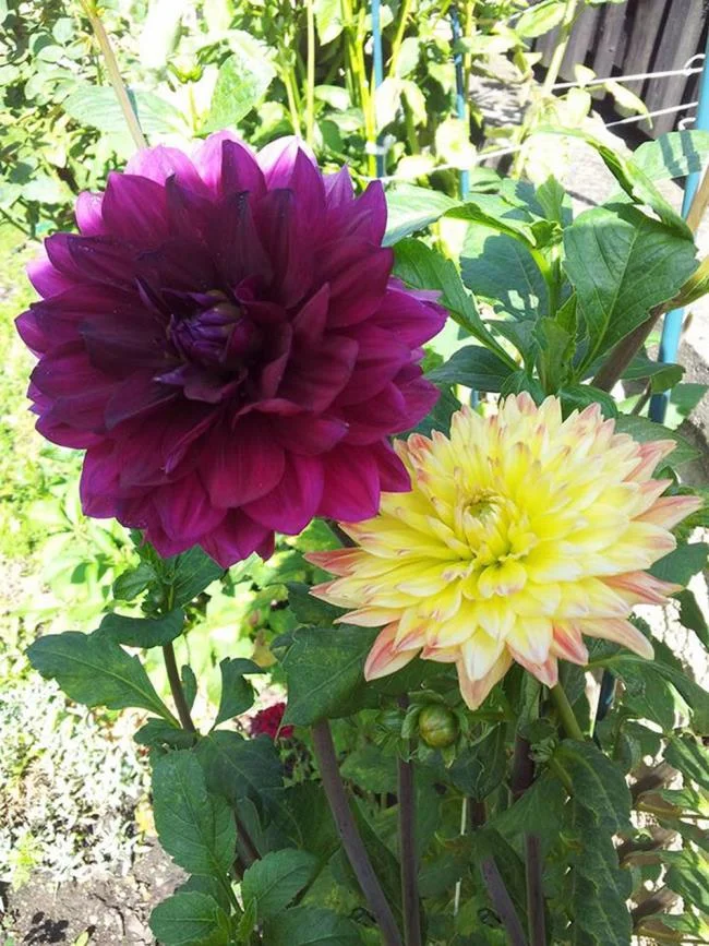 Gambar dahlia ungu yang cantik