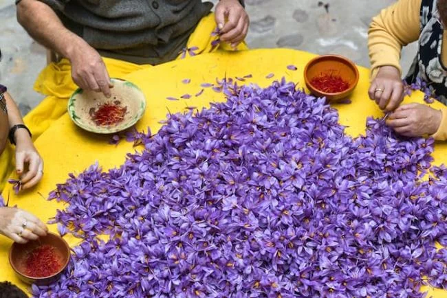 Menggabungkan gambar bunga safron yang paling indah