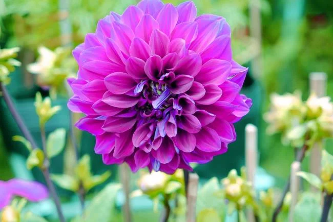 Gambar dahlia ungu yang cantik