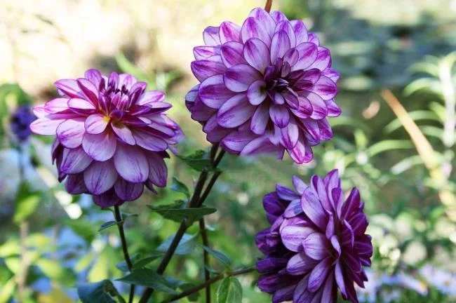 Gambar dahlia ungu yang cantik