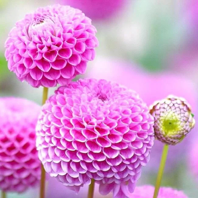 Gambar dahlia ungu yang cantik