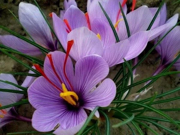 Menggabungkan gambar bunga safron yang paling indah