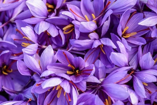Menggabungkan gambar bunga safron yang paling indah