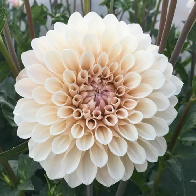 Gambar bunga dahlia putih yang cantik