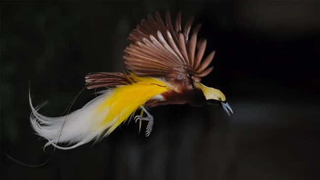 Ringkasan burung-burung syurga yang paling indah