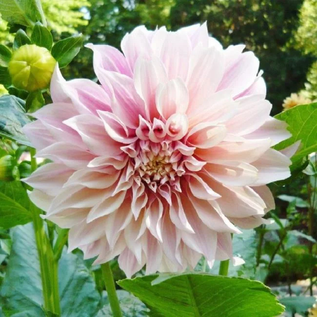 Gambar bunga dahlia putih yang cantik