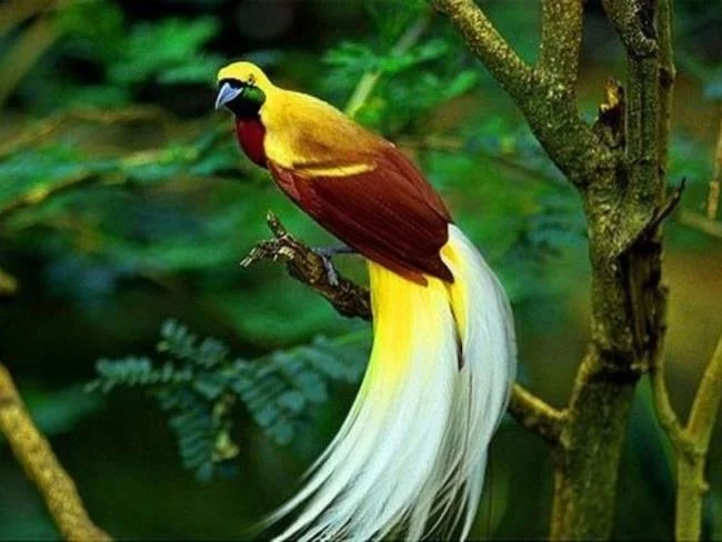 Ringkasan burung-burung syurga yang paling indah