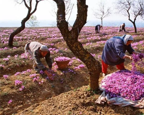 Menggabungkan gambar bunga safron yang paling indah