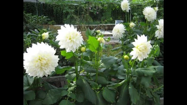 Gambar bunga dahlia putih yang cantik