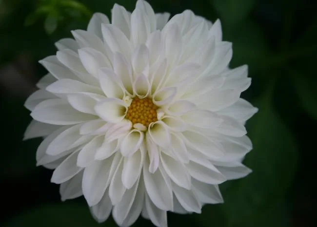 Gambar bunga dahlia putih yang cantik