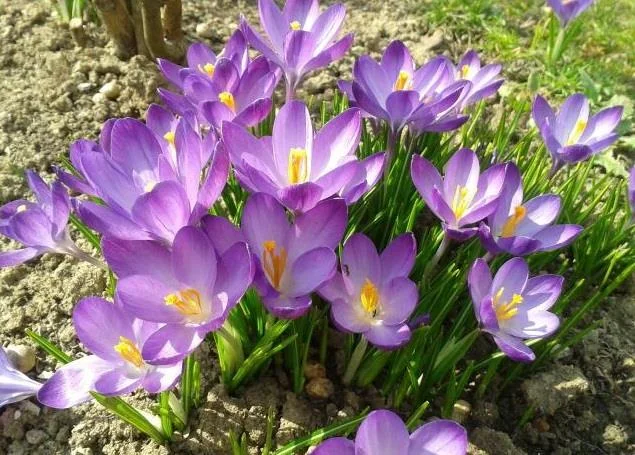 Menggabungkan gambar bunga safron yang paling indah