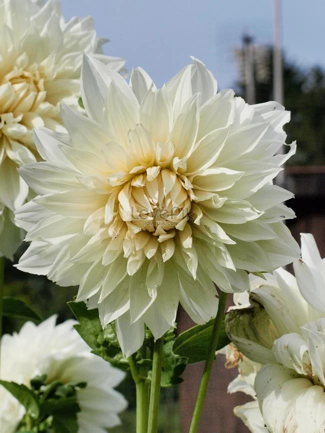 Gambar bunga dahlia putih yang cantik