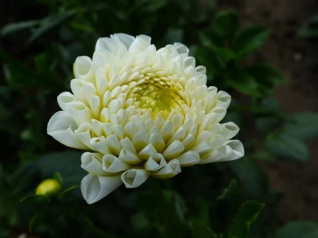 Gambar bunga dahlia putih yang cantik