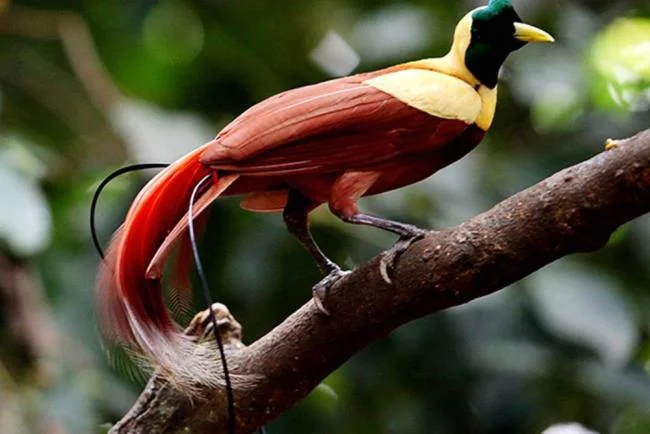 Ringkasan burung-burung syurga yang paling indah