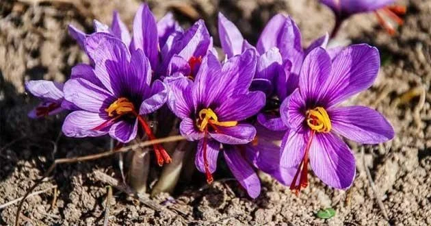Menggabungkan gambar bunga safron yang paling indah