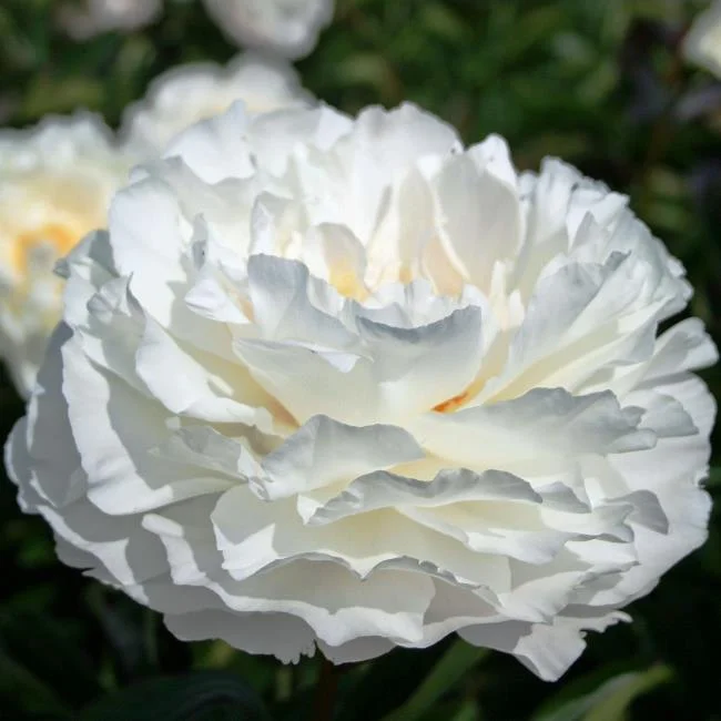 Gambar bunga dahlia putih yang cantik