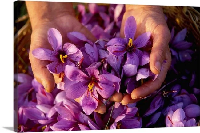 Menggabungkan gambar bunga safron yang paling indah