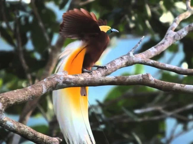 Ringkasan burung-burung syurga yang paling indah