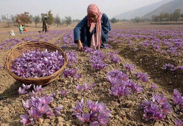 Menggabungkan gambar bunga safron yang paling indah