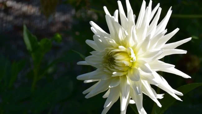 Gambar bunga dahlia putih yang cantik