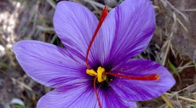 Menggabungkan gambar bunga safron yang paling indah