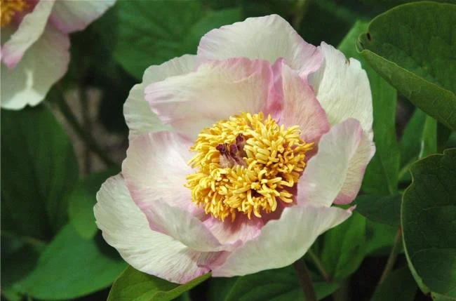 Gambar bunga dahlia putih yang cantik