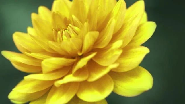 Bunga dahlia kuning yang cantik
