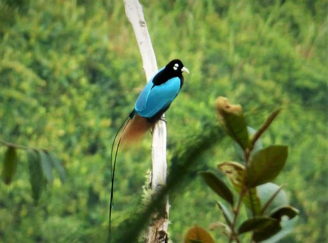 Ringkasan burung-burung syurga yang paling indah