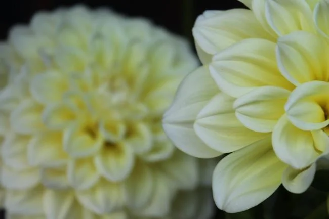 Bunga dahlia kuning yang cantik