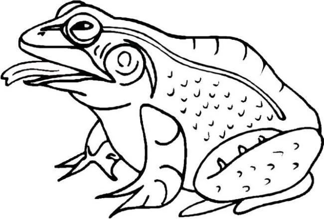 Koleksi mewarnai katak paling indah untuk bayi Anda