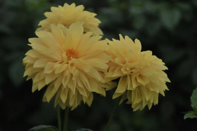 Bunga dahlia kuning yang cantik